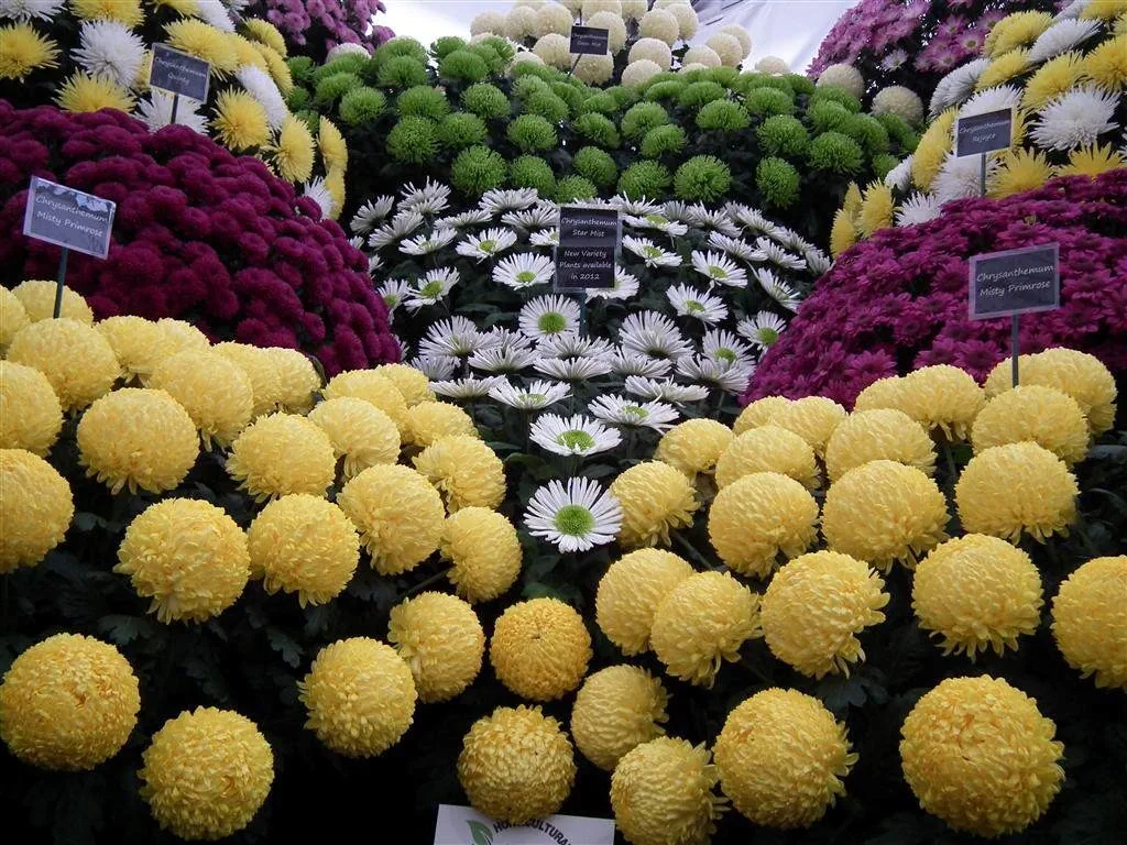 Floral marquee part ii 4